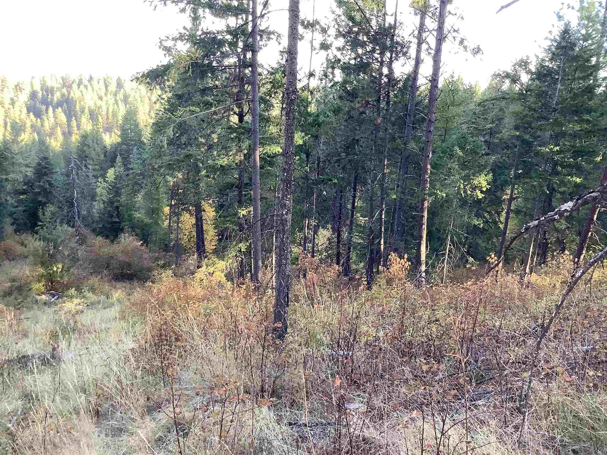 289-xx North Conklin Road Chattaroy, WA 99003 - Photo 15 of 17