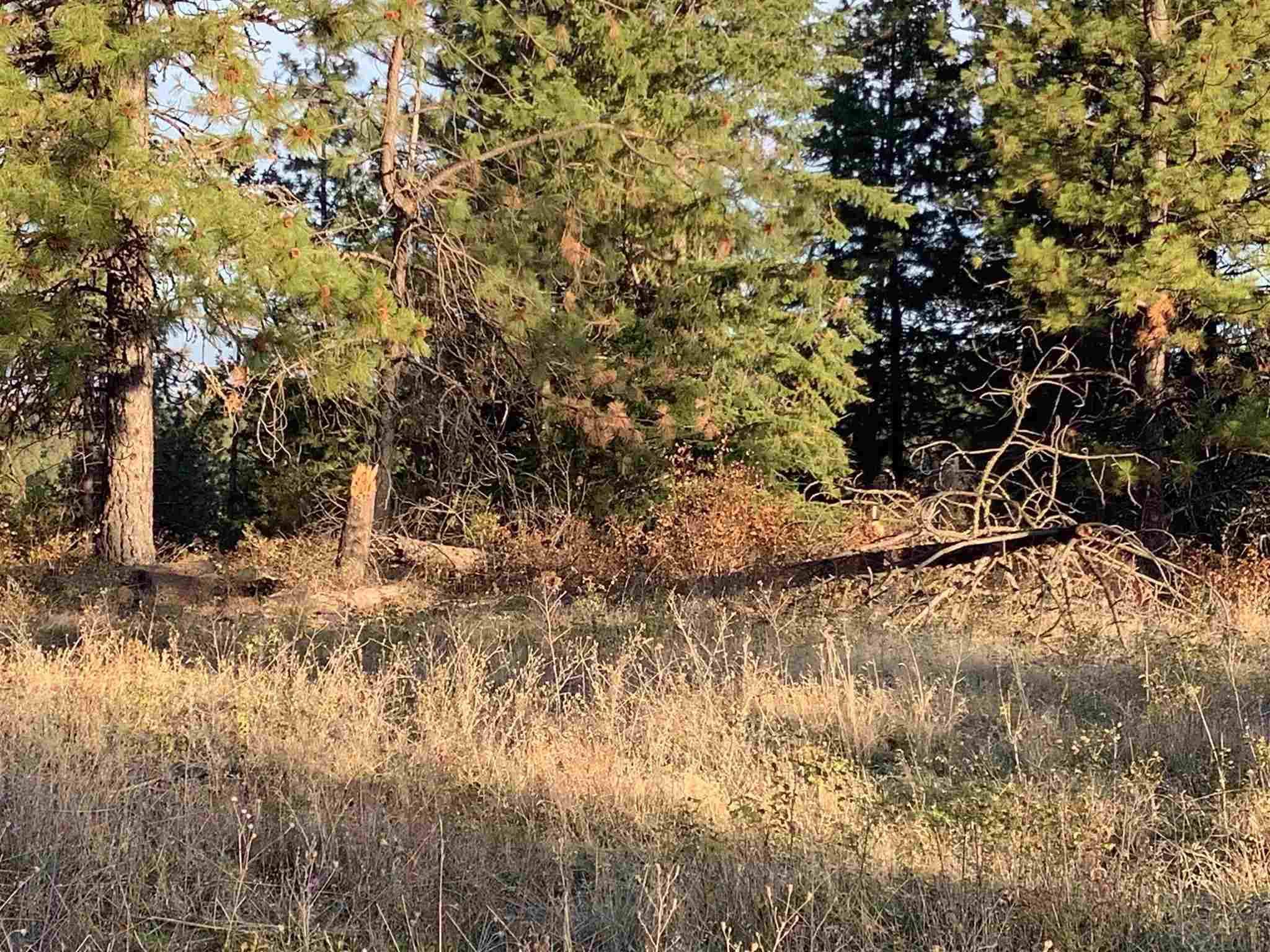 289-xx North Conklin Road Chattaroy, WA 99003 - Photo 3 of 17