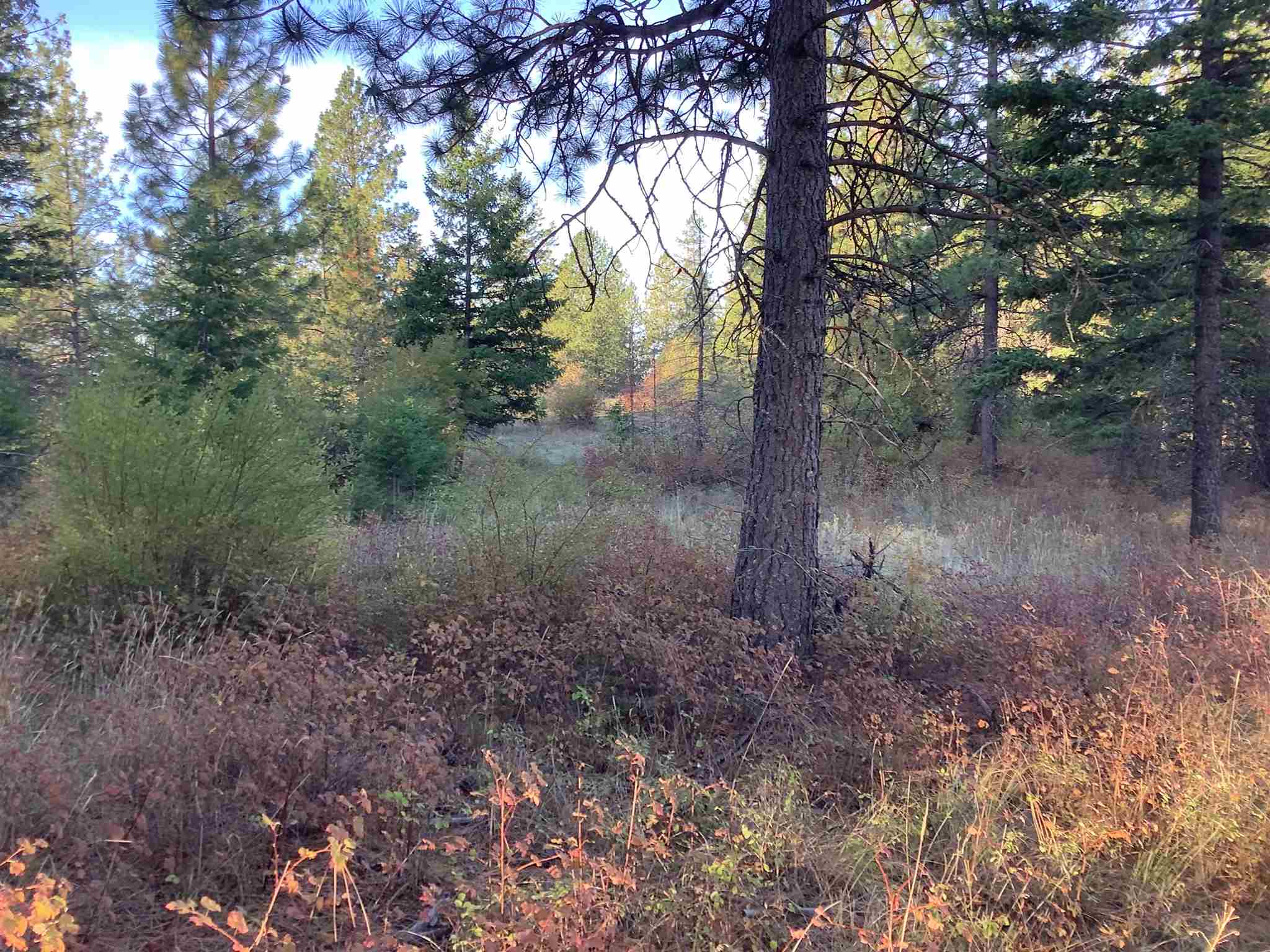 289-xx North Conklin Road Chattaroy, WA 99003 - Photo 5 of 17
