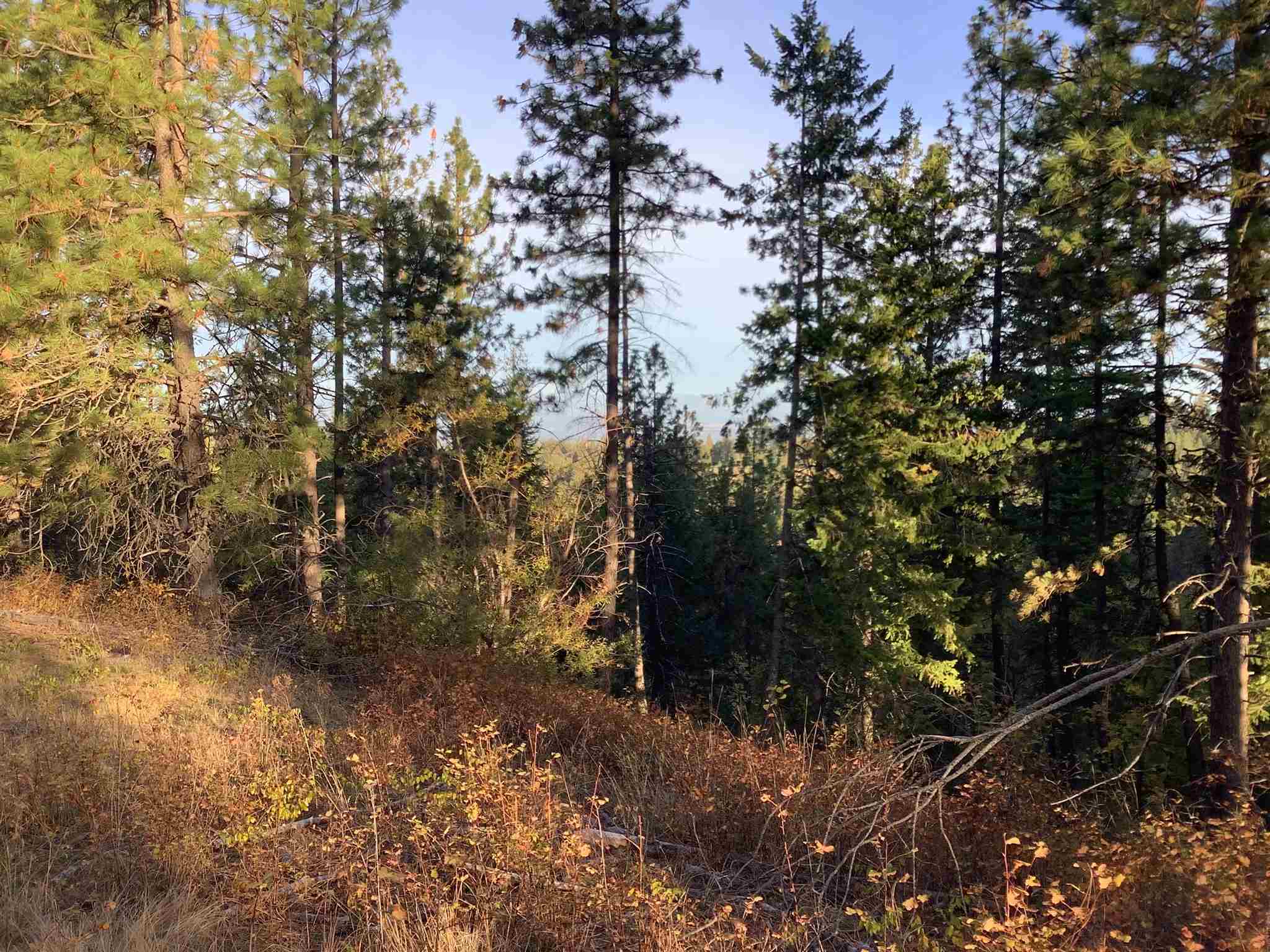 289-xx North Conklin Road Chattaroy, WA 99003 - Photo 6 of 17