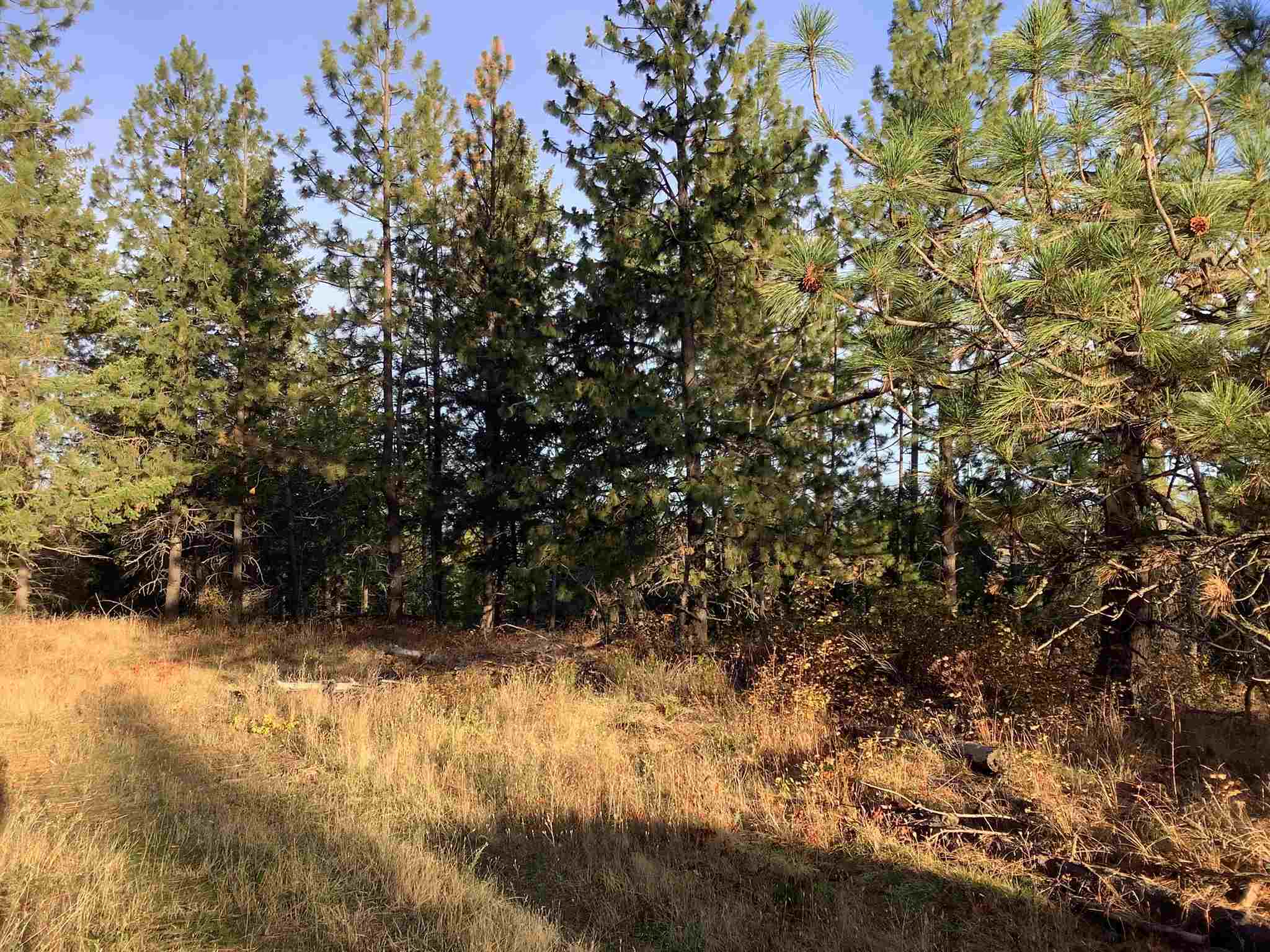 289-xx North Conklin Road Chattaroy, WA 99003 - Photo 8 of 17