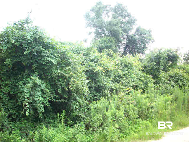 100 Rabbit Run Grove Hill, AL 36451 - Photo 3 of 9