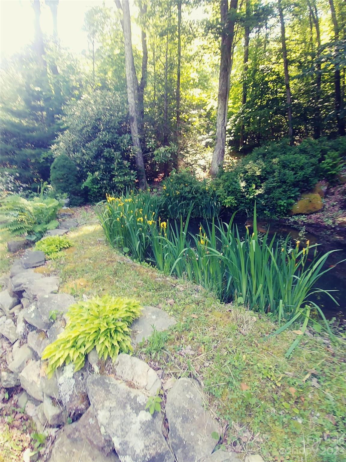 290 Last Mohican Trail Clyde, NC 28721 - Photo 43 of 46 a view of backyard with plants and large trees