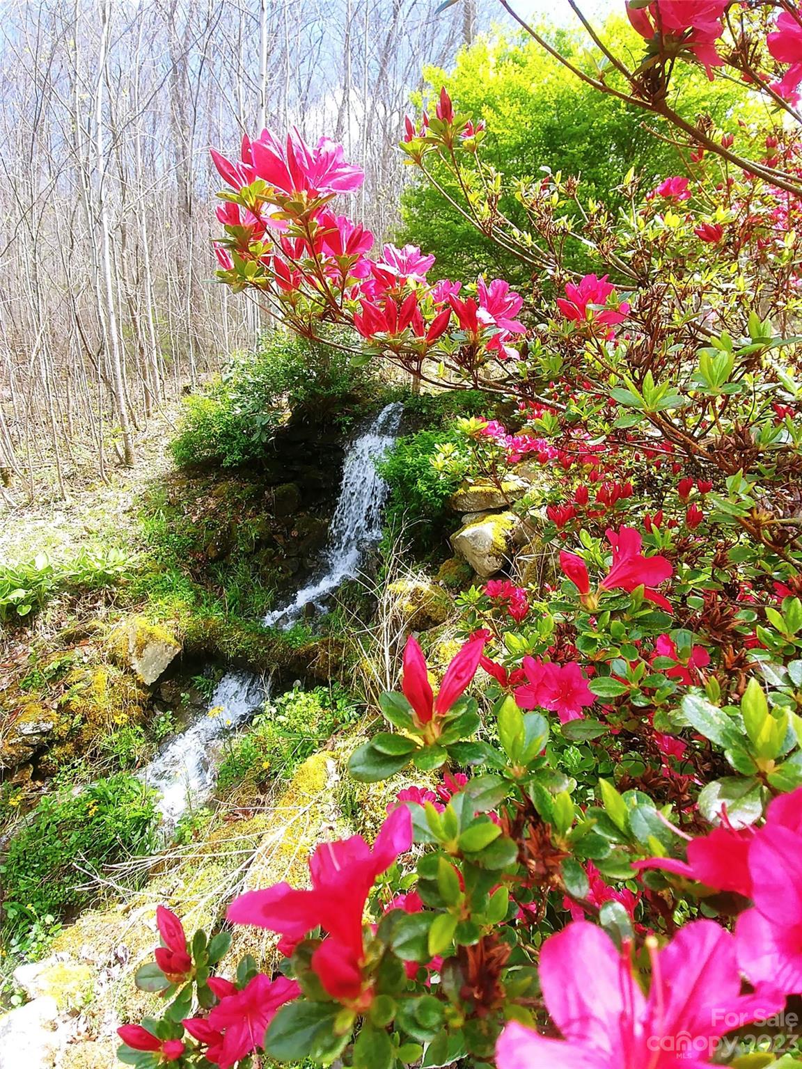 290 Last Mohican Trail Clyde, NC 28721 - Photo 44 of 46 a view of a flower in a yard