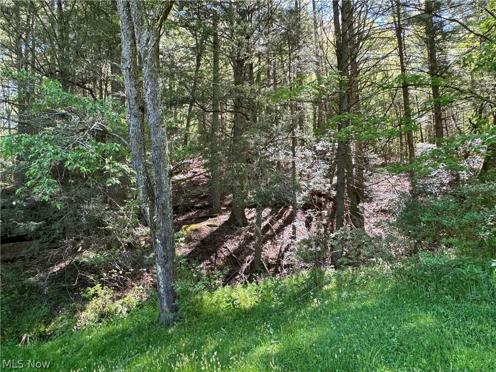 1185 Bens Run Road Sutton, WV 26601 - Photo 21 of 48 View of nature