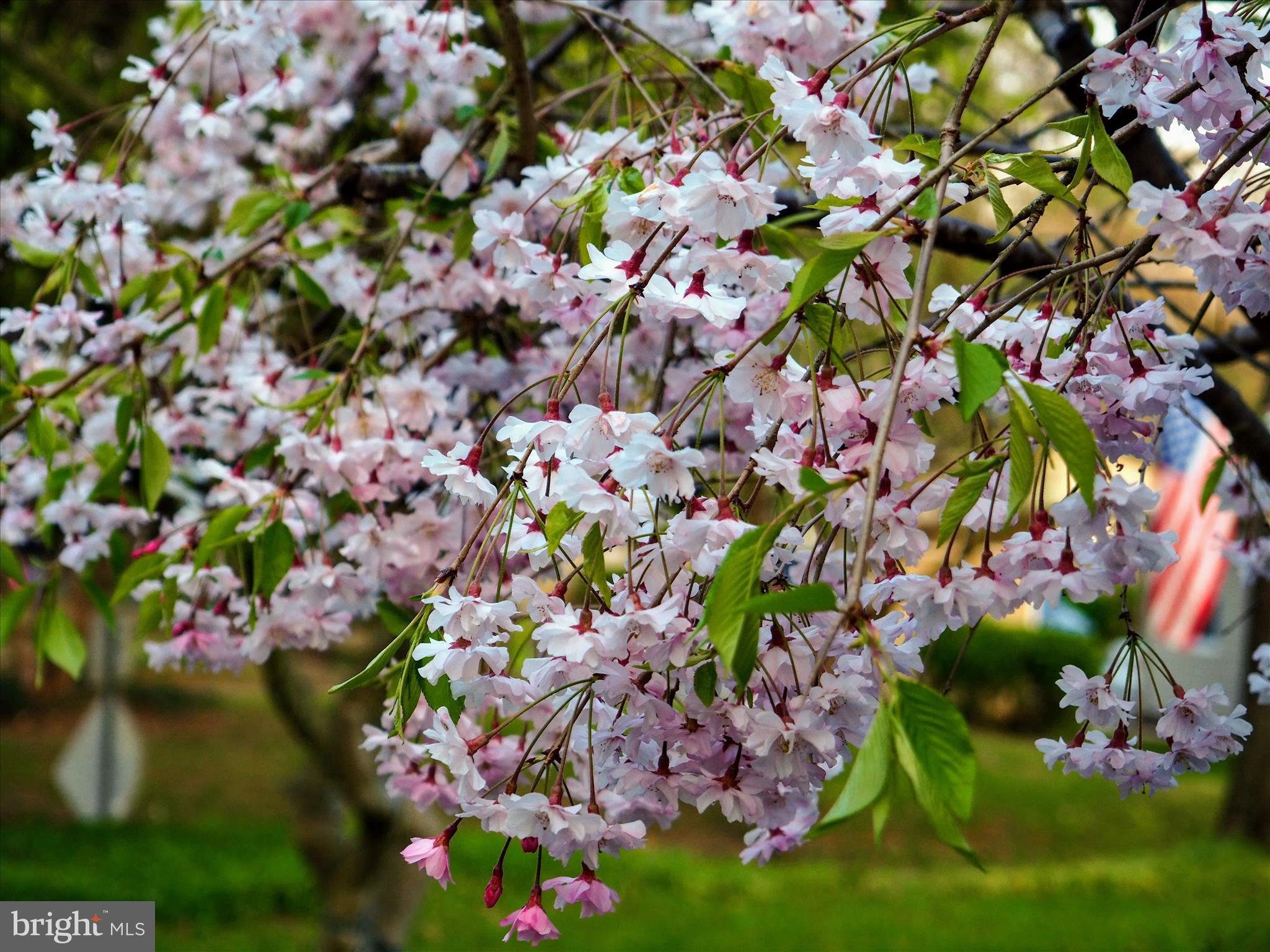 620 Jumpers Hole Road Severna Park, MD 21146 - Photo 31 of 43 a picture of flowers