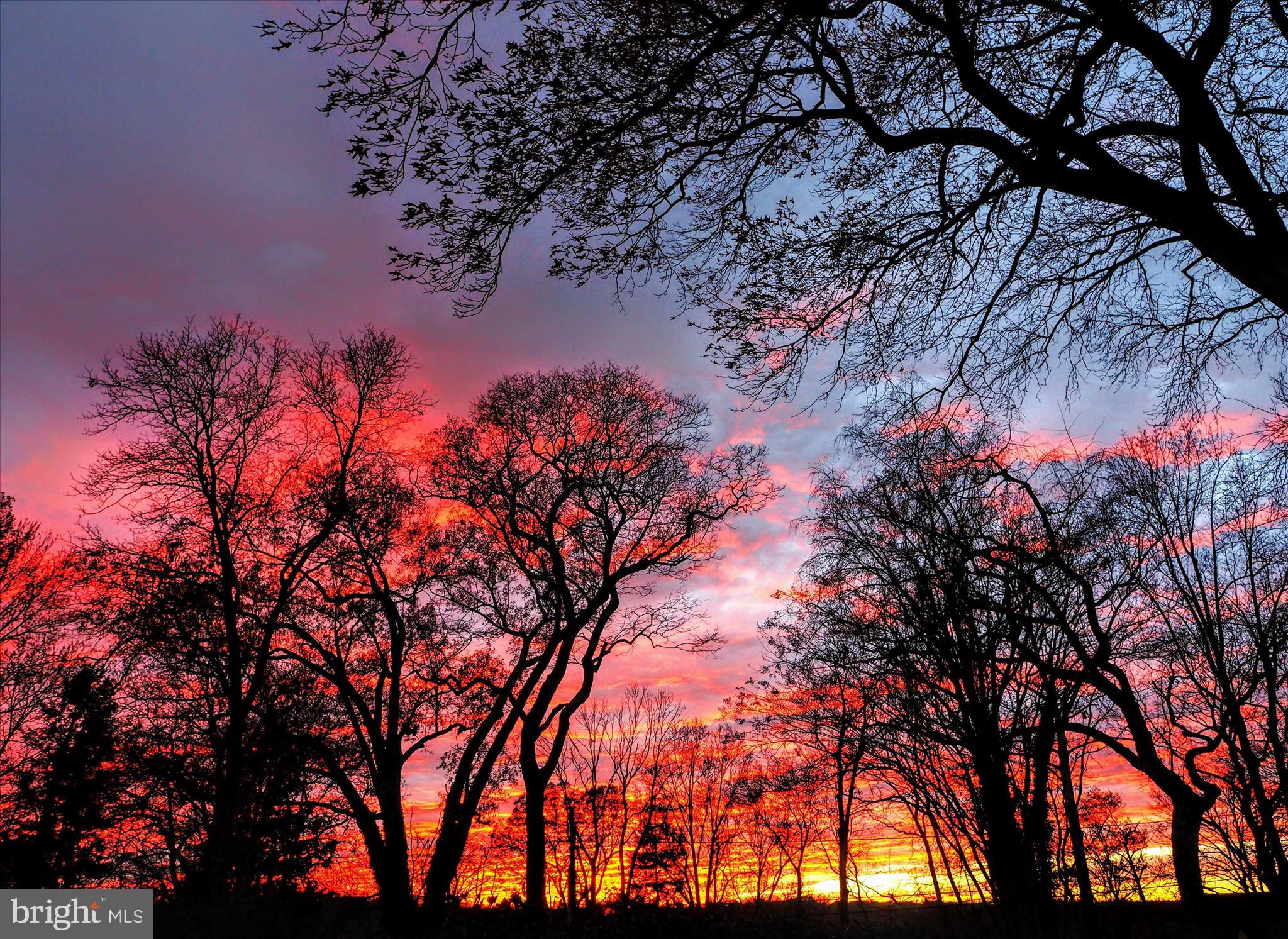 620 Jumpers Hole Road Severna Park, MD 21146 - Photo 40 of 43 a view of a tree in a yard