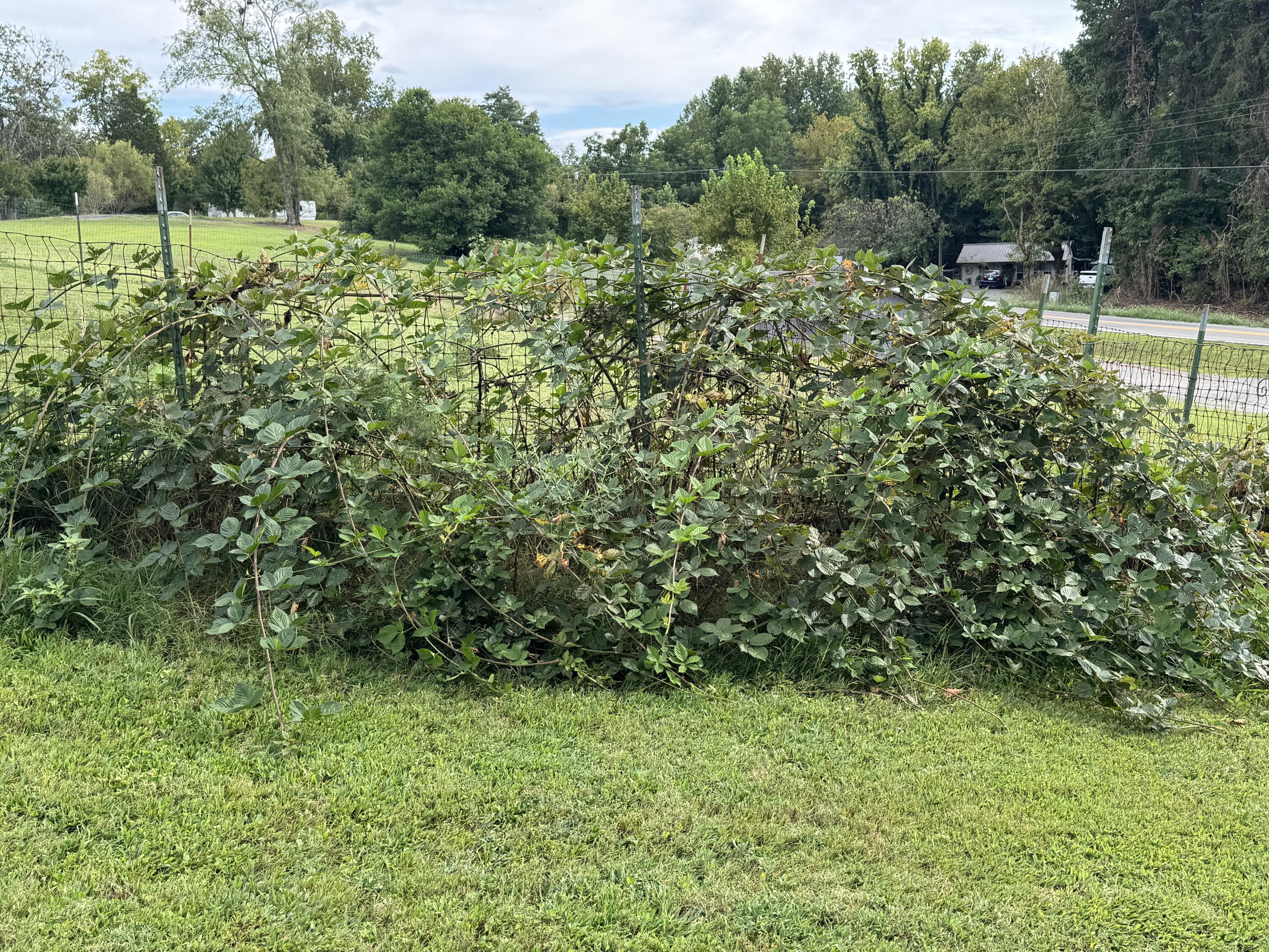 305 Glover Road Jamestown, KY 42629 - Photo 31 of 44 thornless blackberry bushes!