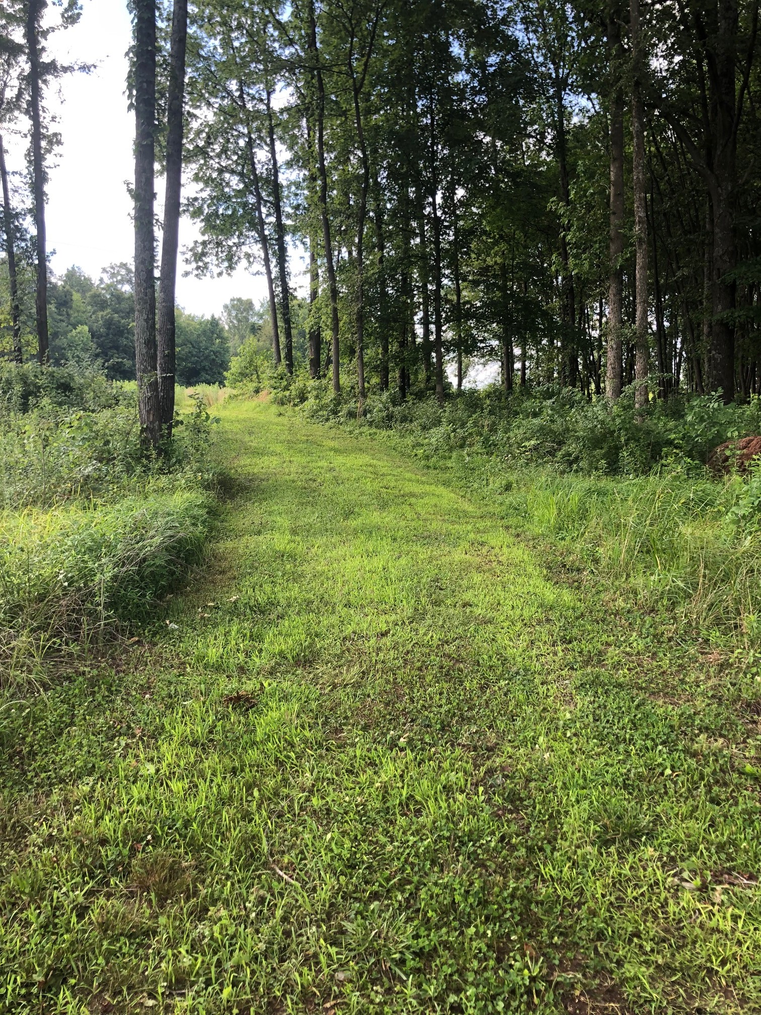 3837 Sango Road Clarksville, TN 37043 - Photo 8 of 31 a big yard with lots of green space and deers