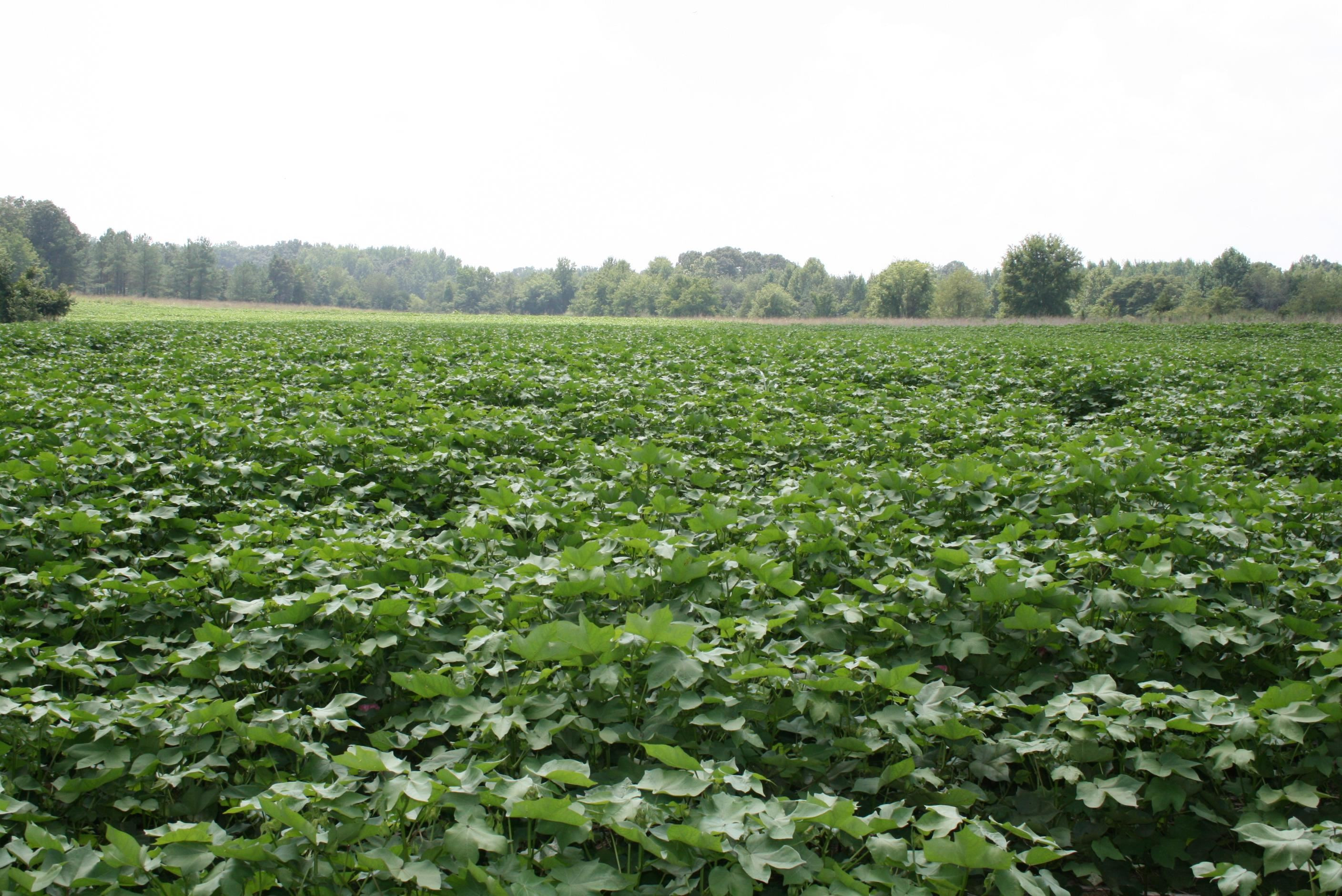 a view of a field of grass and trees