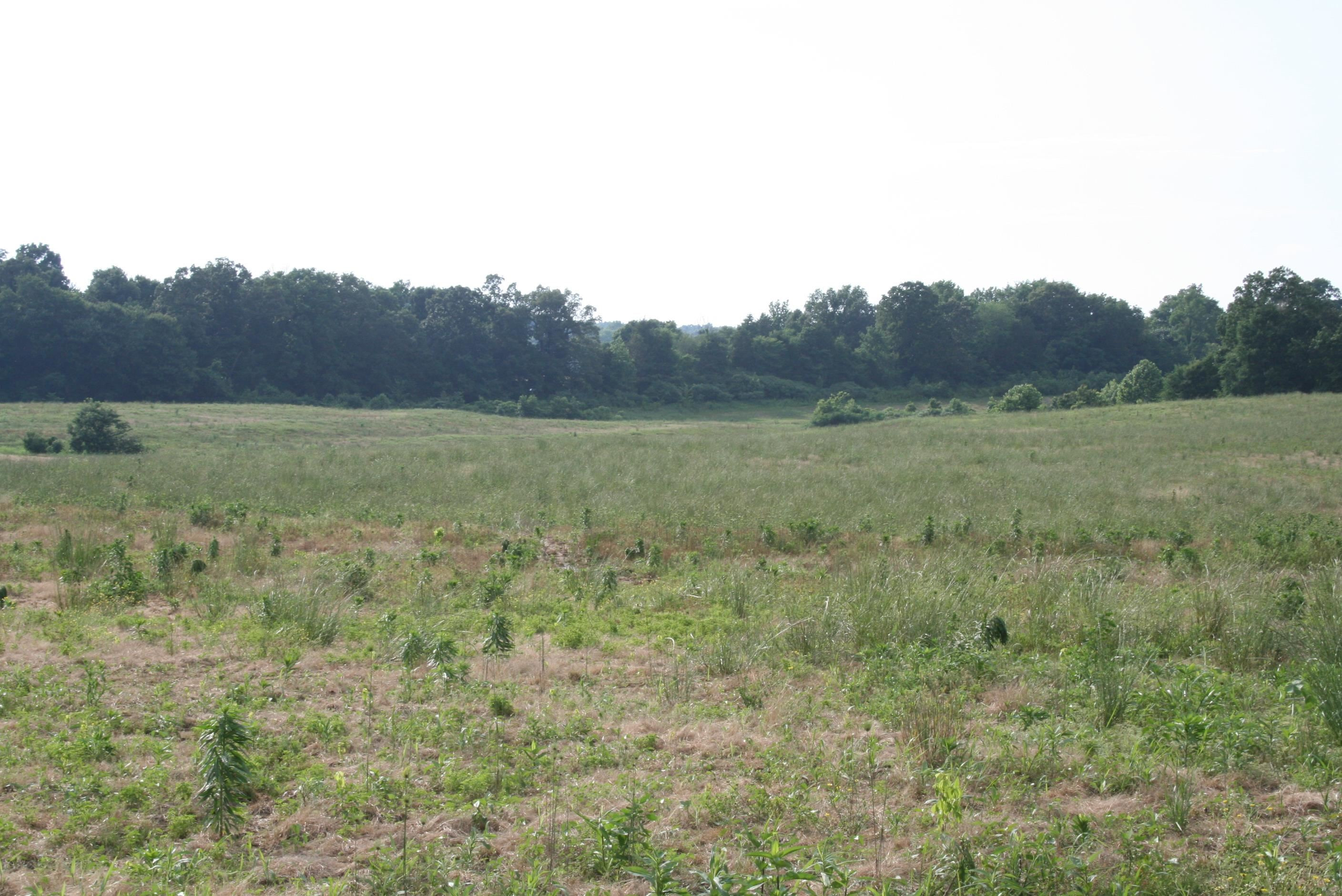 0 Sand Ridge Road Lexington, TN 38351 - Photo 11 of 22 a view of an outdoor space and a yard