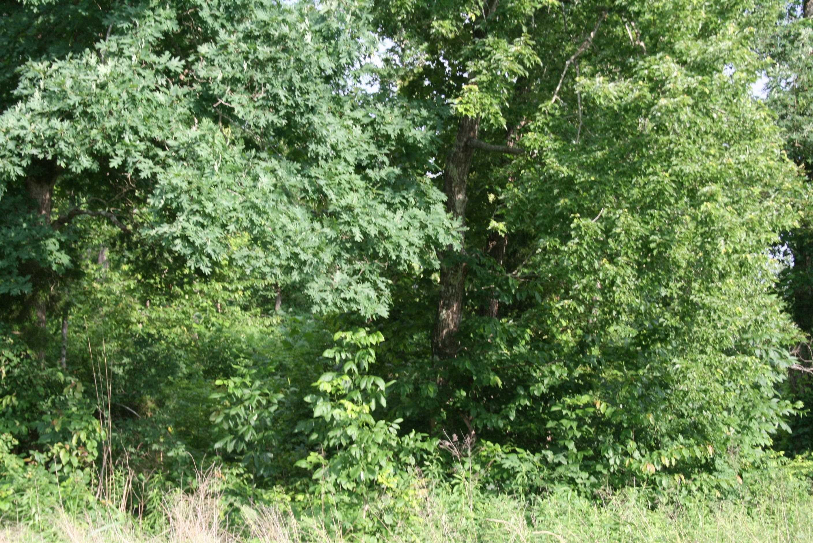 0 Sand Ridge Road Lexington, TN 38351 - Photo 14 of 22 a view of a lush green forest