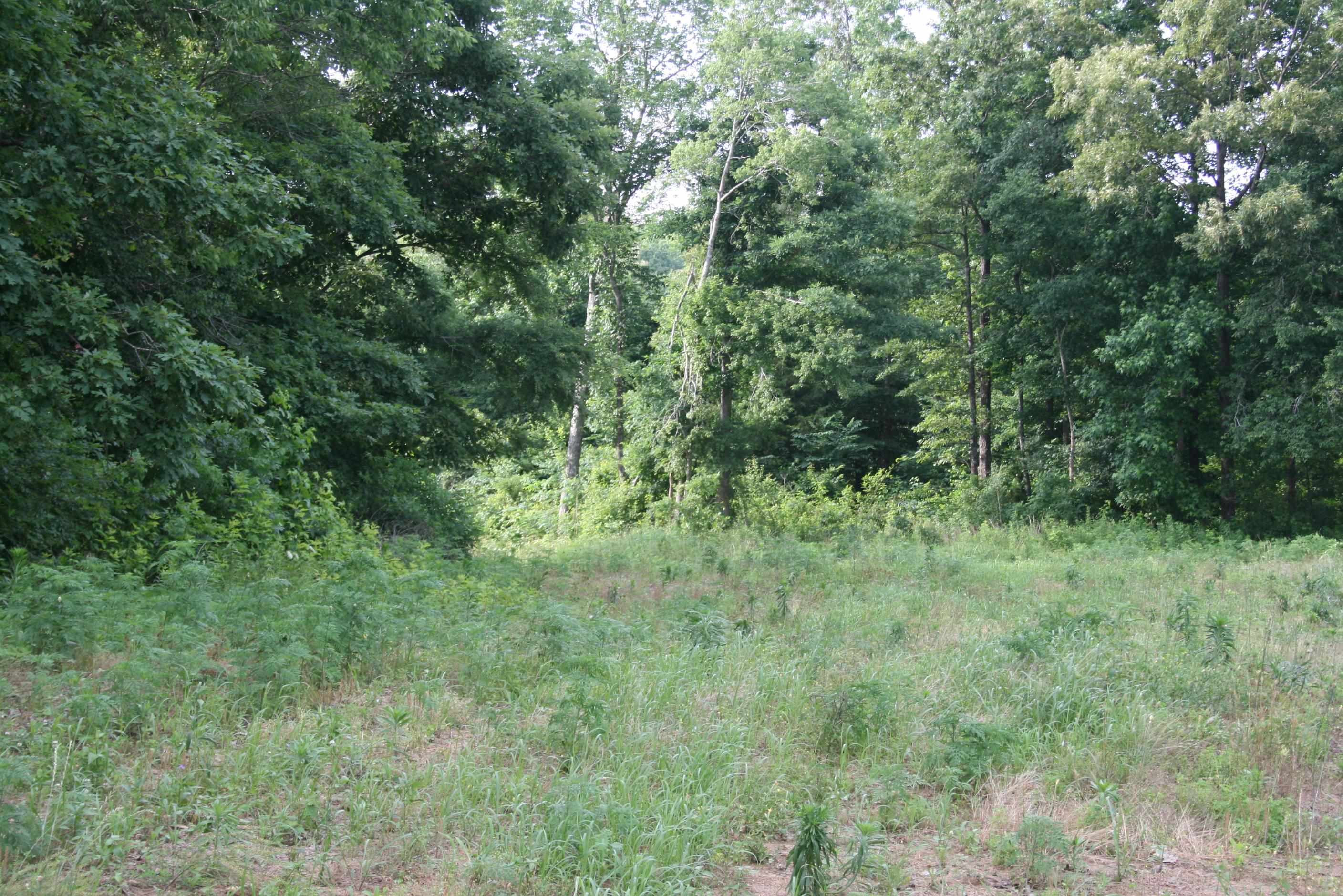0 Sand Ridge Road Lexington, TN 38351 - Photo 3 of 22 a view of a lush green forest