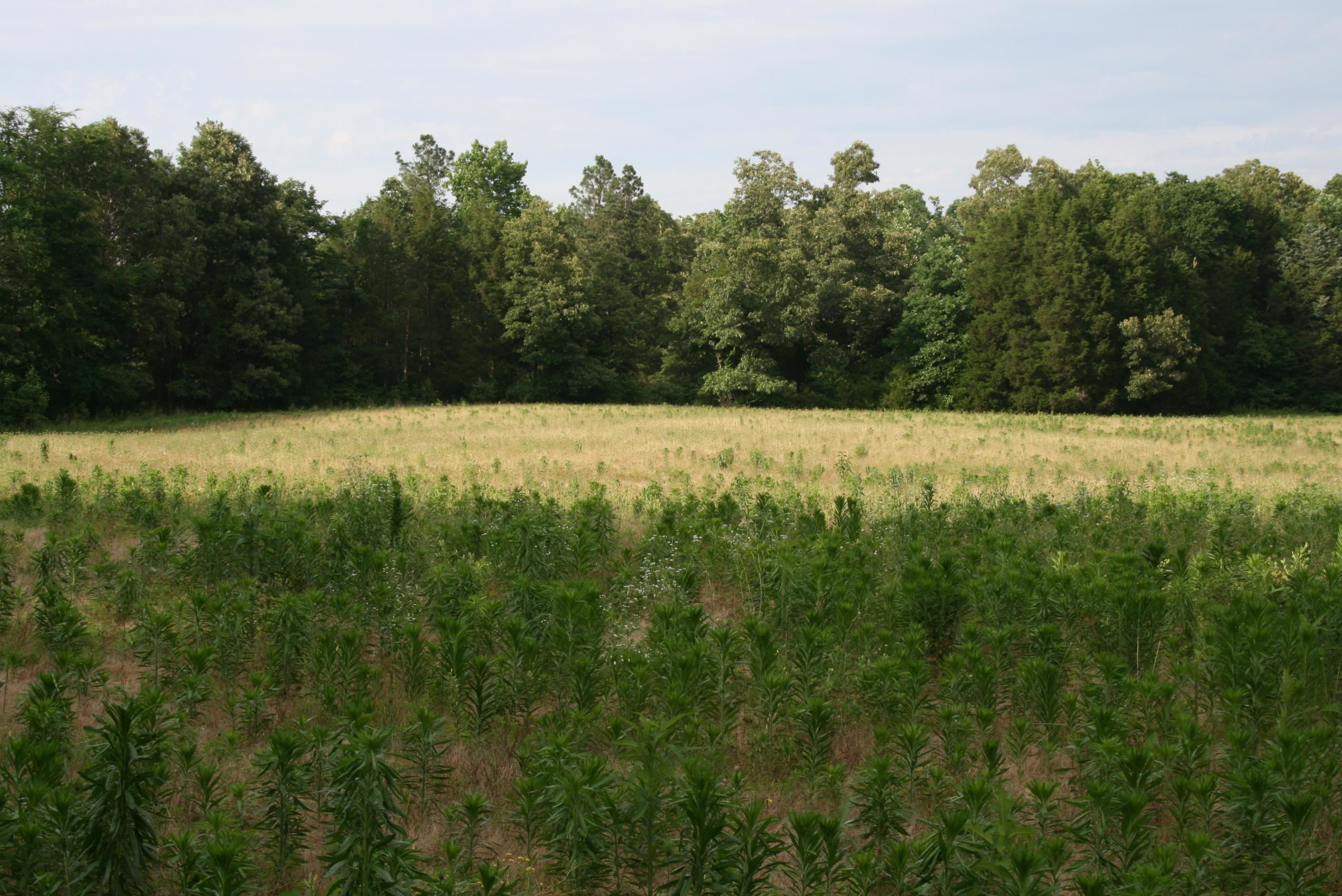 0 Sand Ridge Road Lexington, TN 38351 - Photo 6 of 22 a view of an ocean from a yard