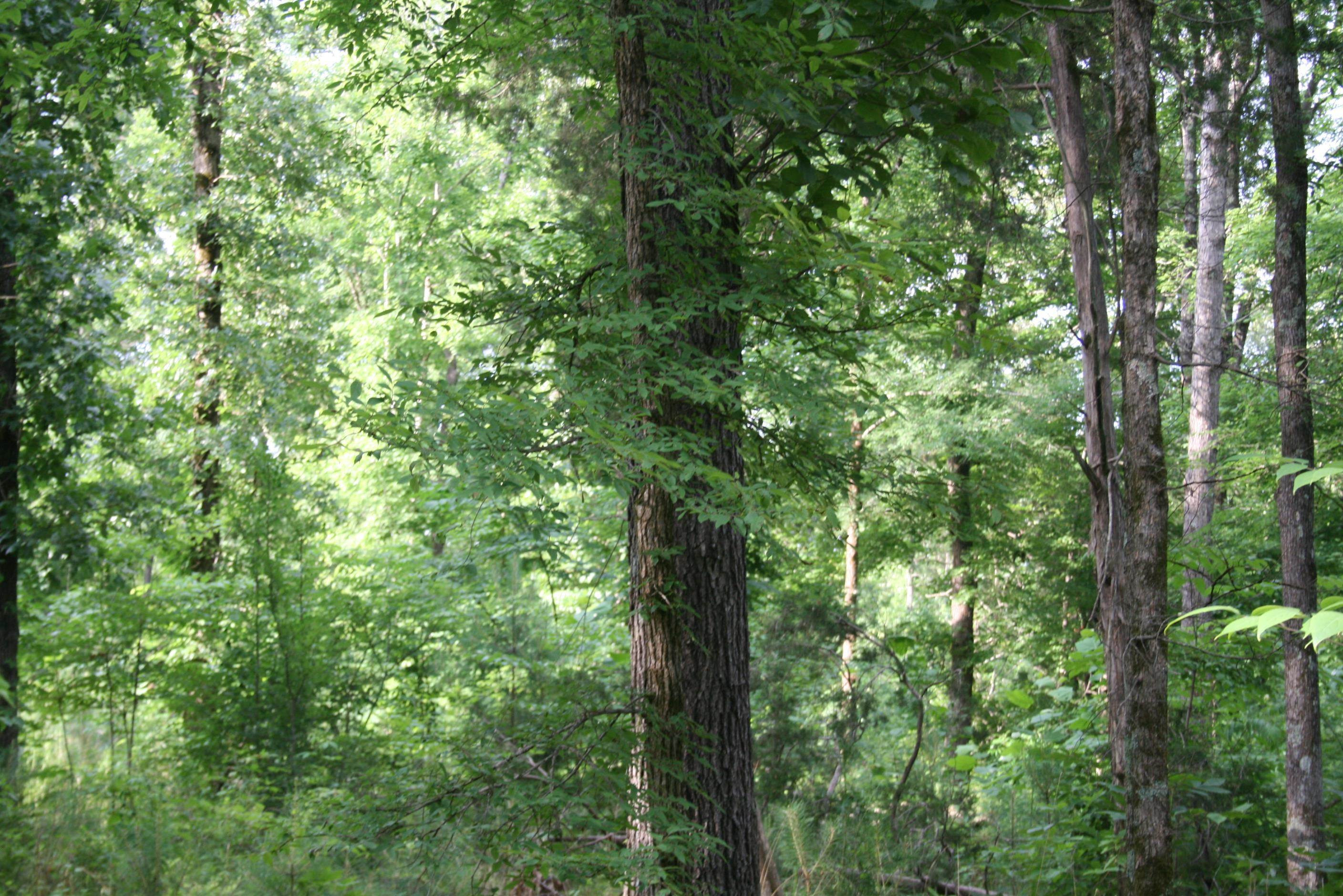 0 Sand Ridge Road Lexington, TN 38351 - Photo 7 of 22 a close up of a tree