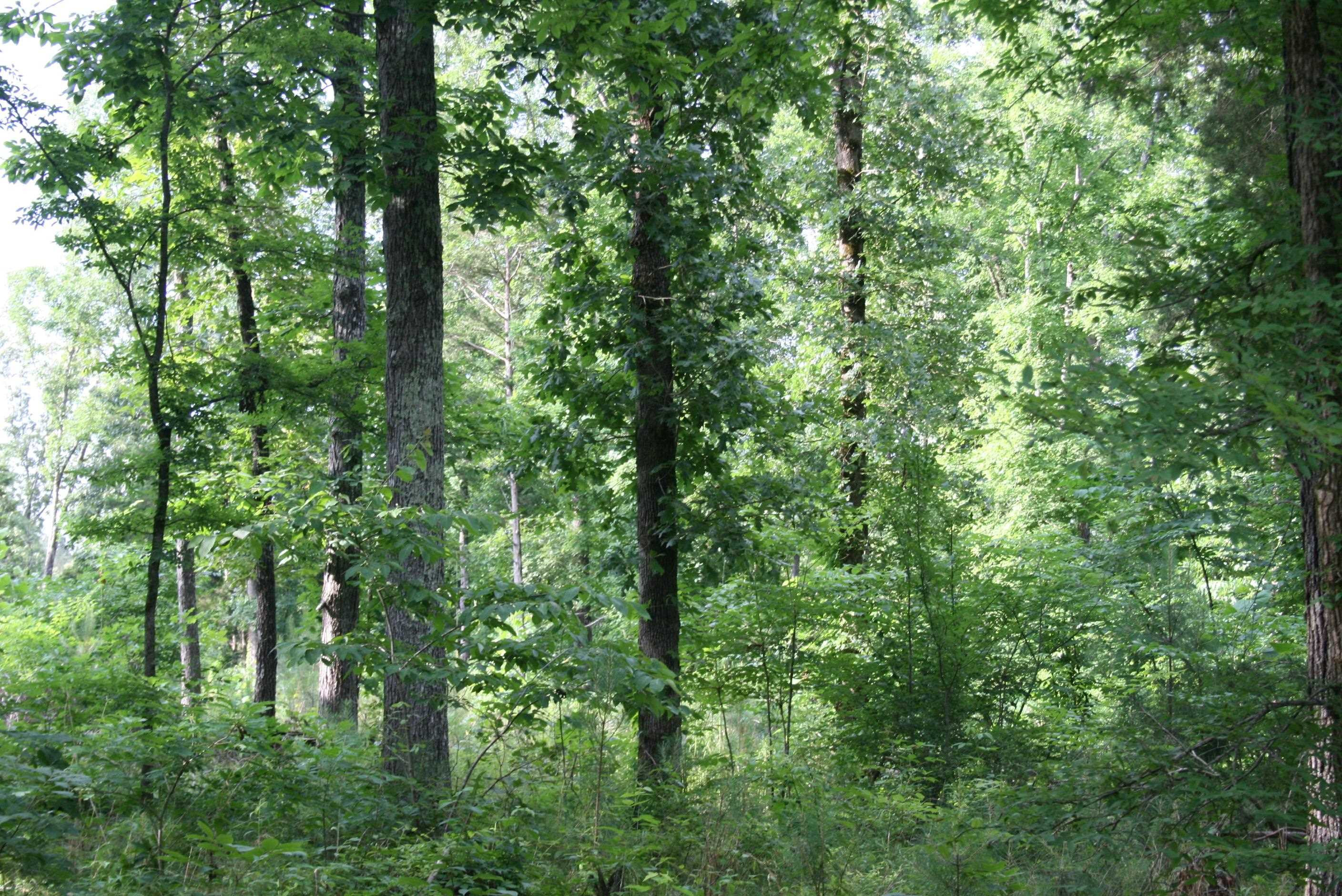 0 Sand Ridge Road Lexington, TN 38351 - Photo 8 of 22 a view of a forest with trees