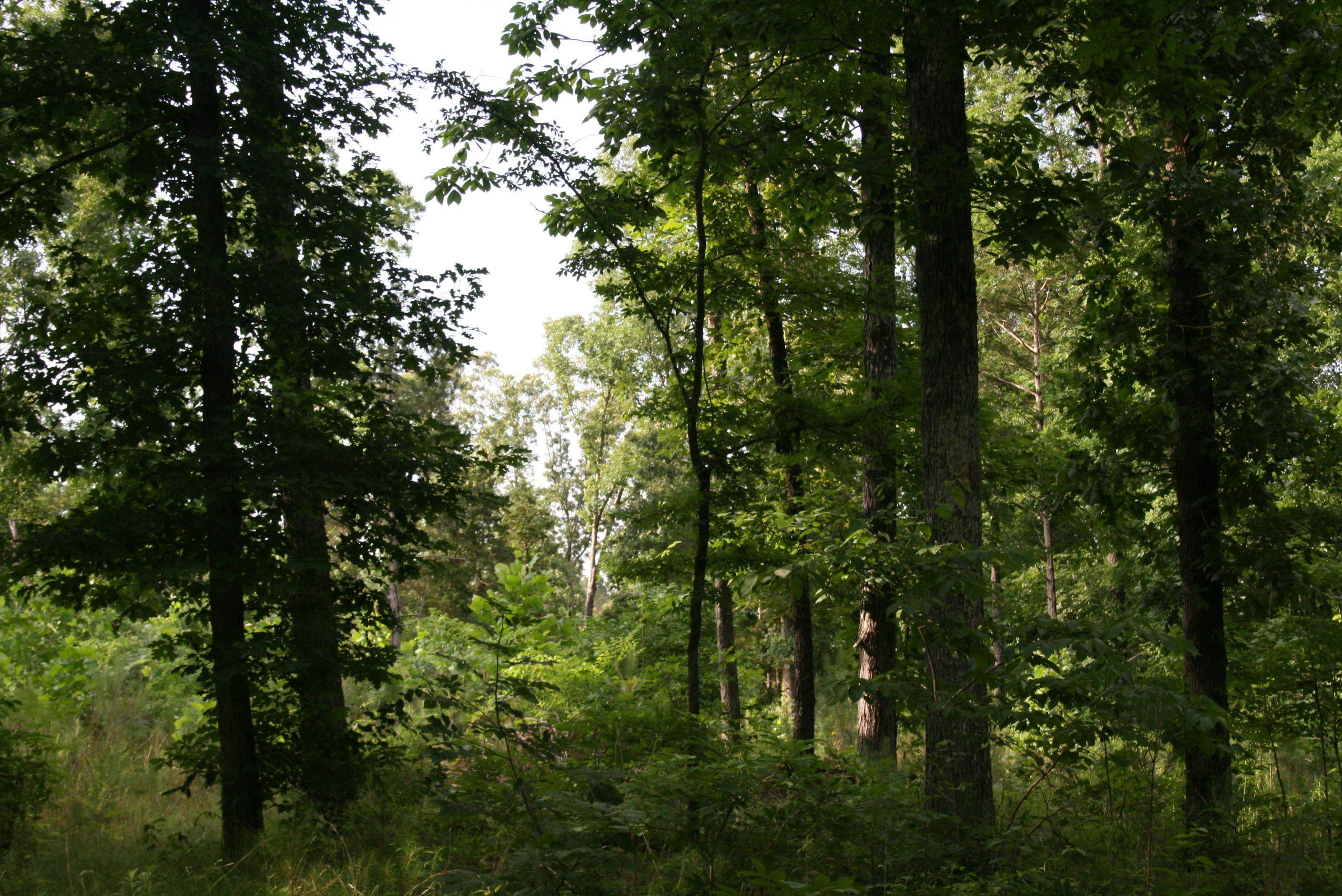 0 Sand Ridge Road Lexington, TN 38351 - Photo 9 of 22 a view of a tree in a forest