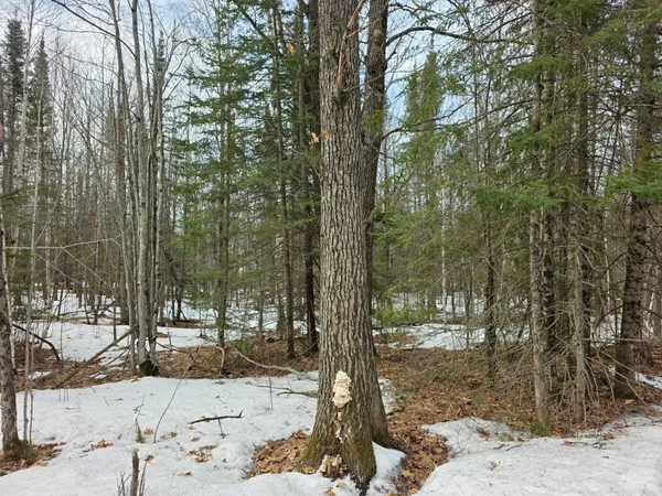 $95,000 | Tbd Stark Road, Cloquet, MN 55720