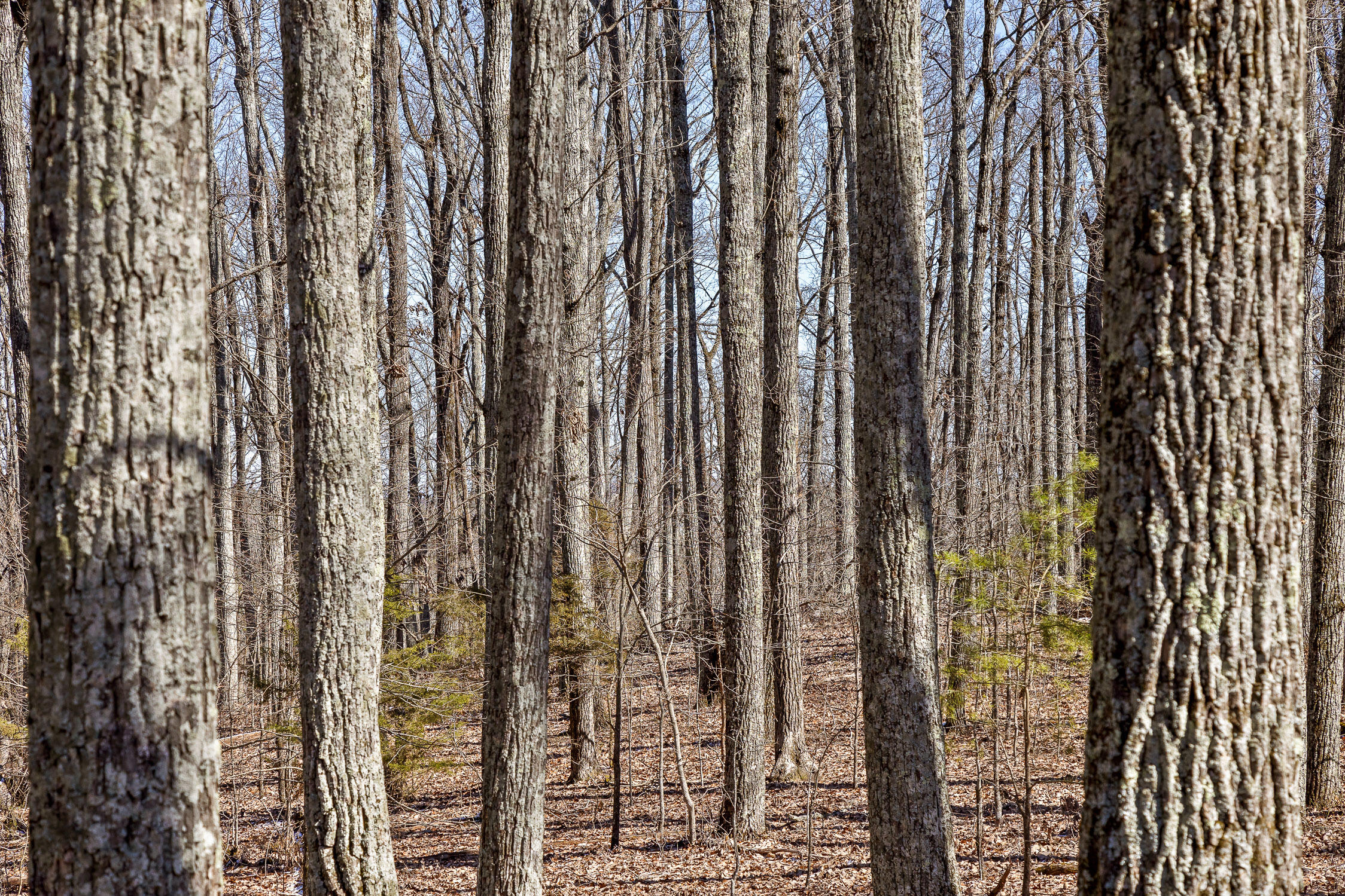 --- Andy Thomas Road, Unit 187 Dayton, TN 37321 - Photo 20 of 45 Pierce-16