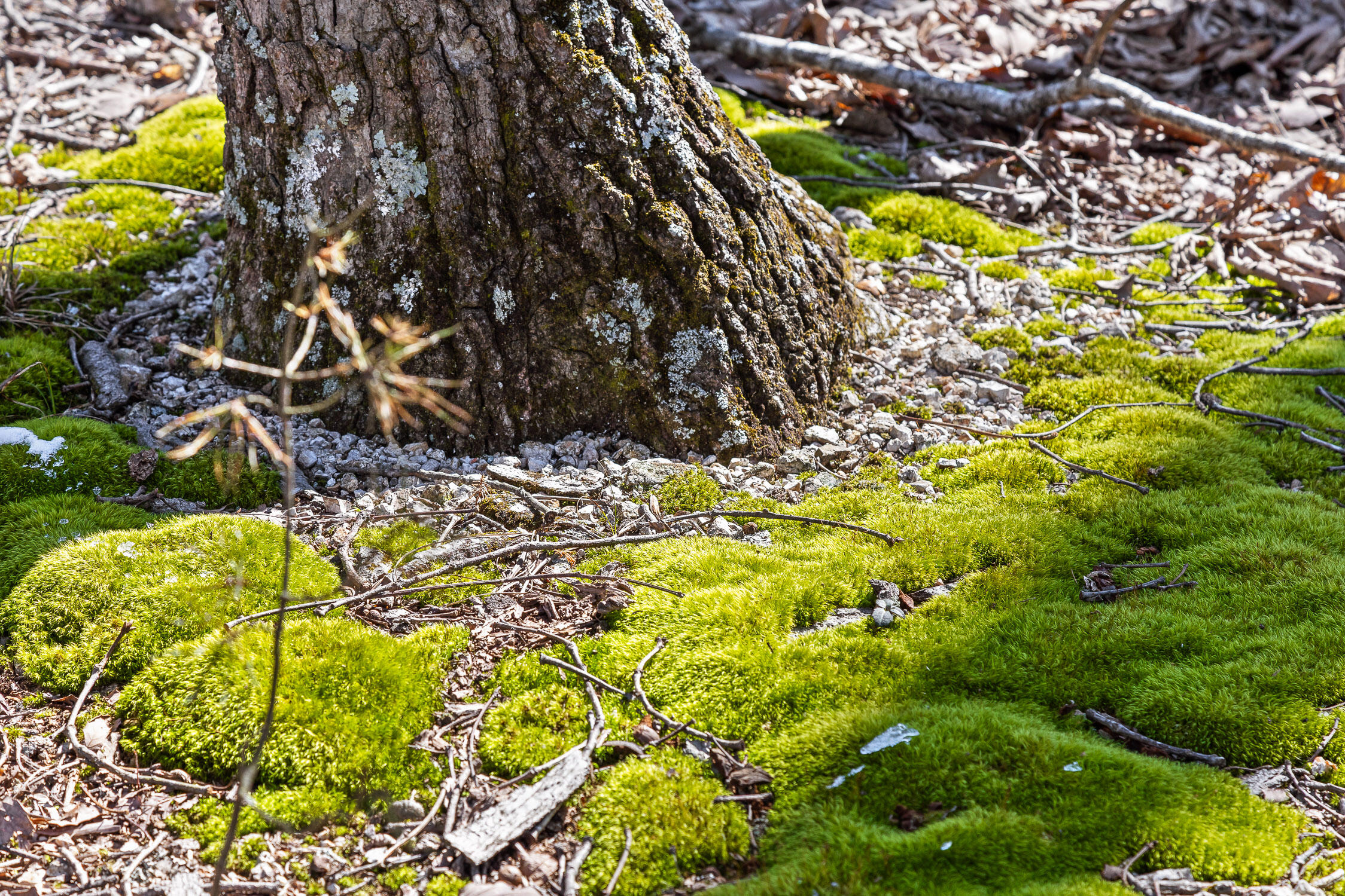 --- Andy Thomas Road, Unit 187 Dayton, TN 37321 - Photo 21 of 45 Pierce-17