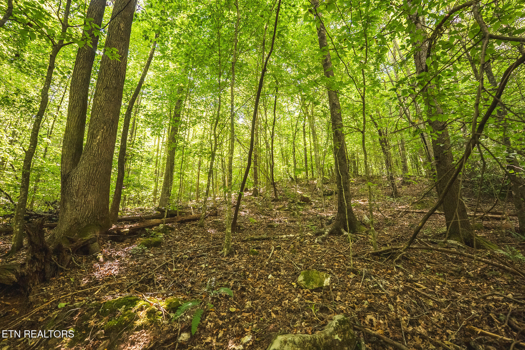 Watson Hollow Road Speedwell, TN 37870 - Photo 8 of 37 DSC03634