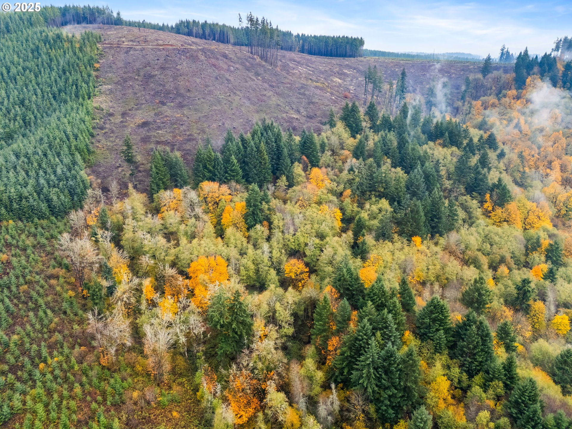 1586 King Road Winlock, WA 98596 - Photo 2 of 31 a view of a bunch of plants and tree