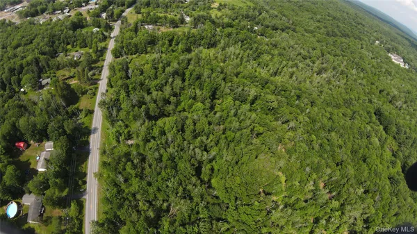 a view of a forest with a tree