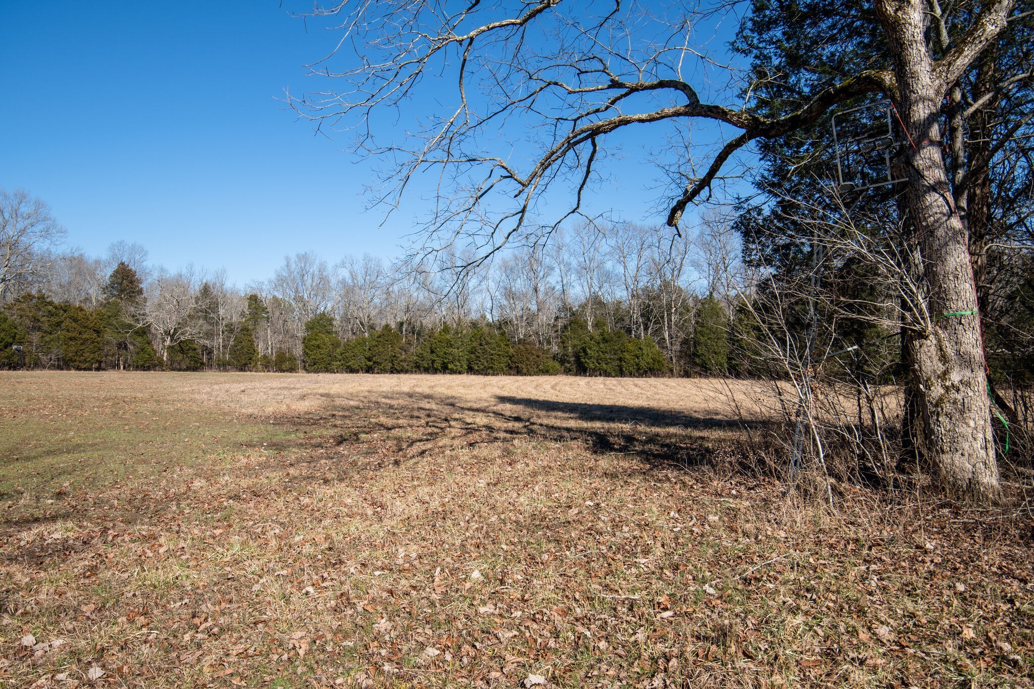 3 Arthur Hardison Road Columbia, TN 38401 - Photo 16 of 30 a view of a yard