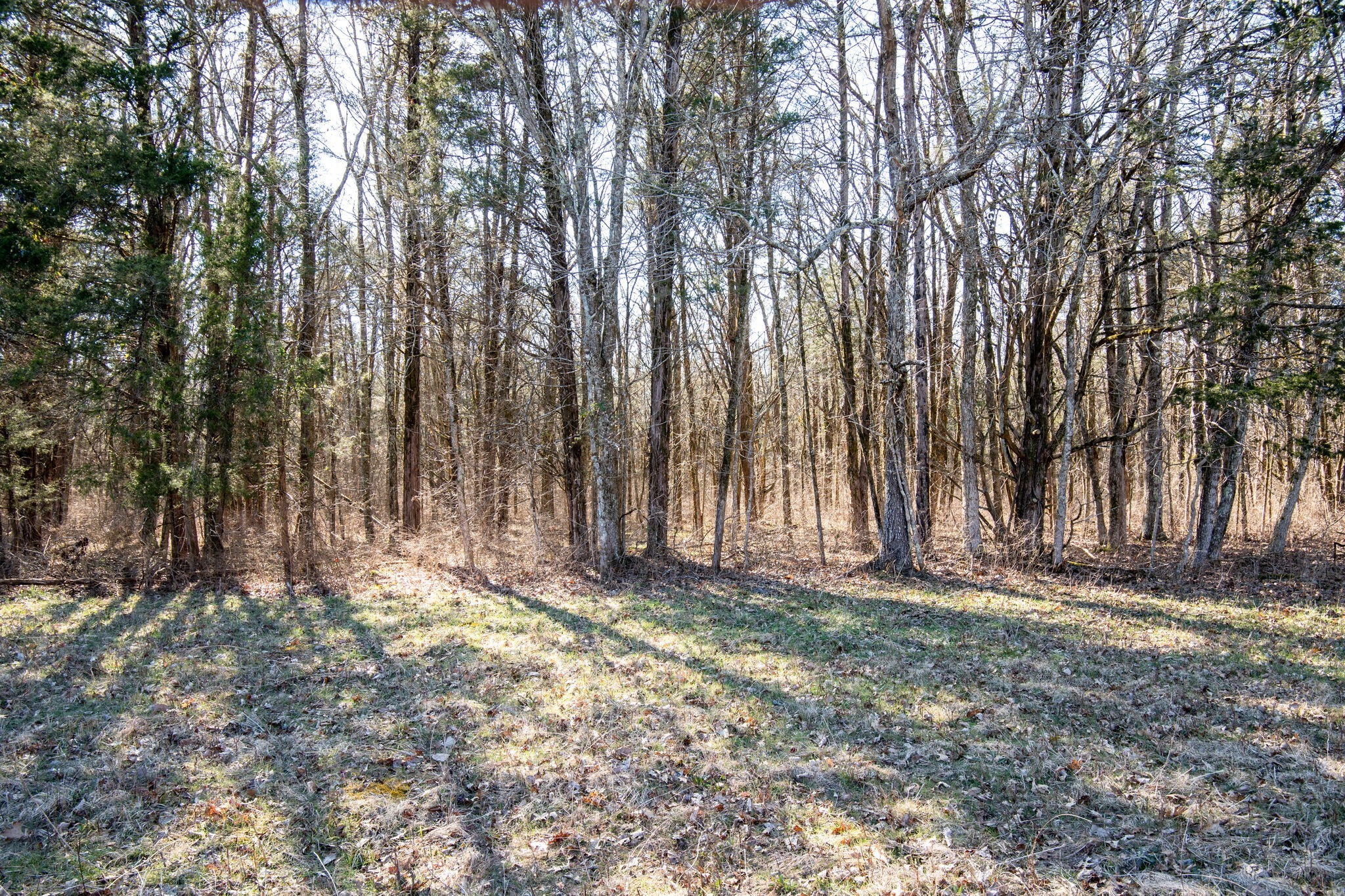 3 Arthur Hardison Road Columbia, TN 38401 - Photo 21 of 30 a view of outdoor space with trees