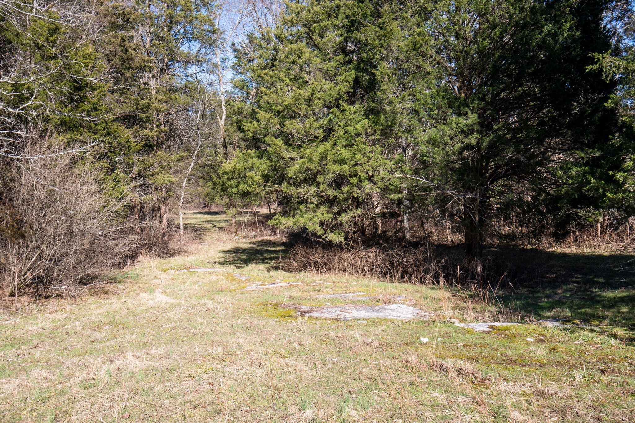 3 Arthur Hardison Road Columbia, TN 38401 - Photo 22 of 30 a view of back yard of the house