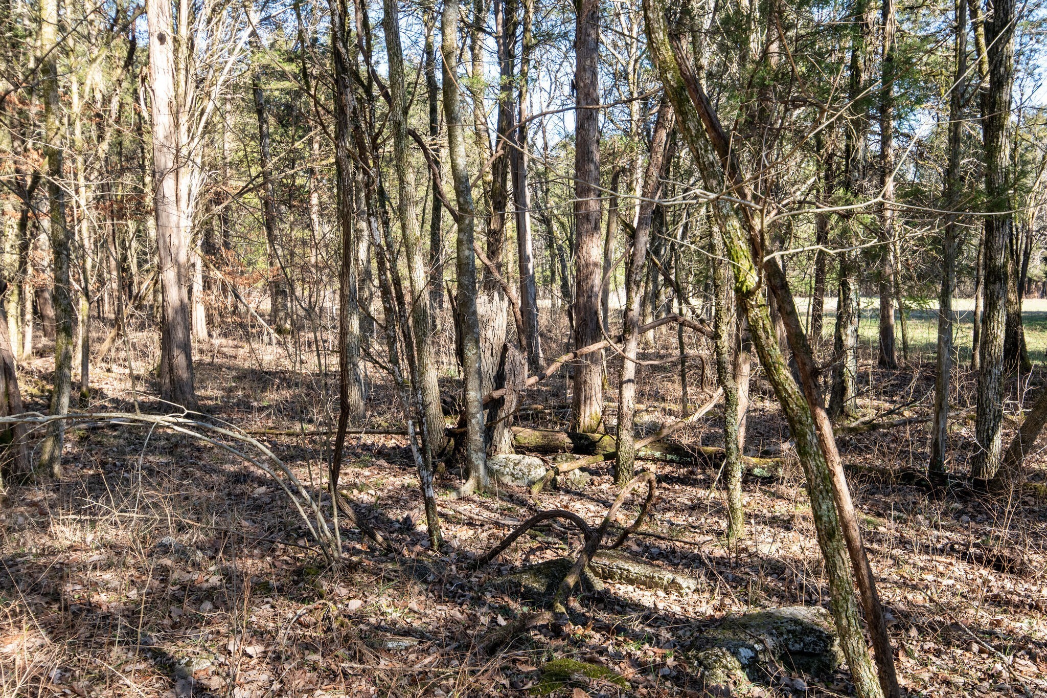 3 Arthur Hardison Road Columbia, TN 38401 - Photo 23 of 30 a view of a yard