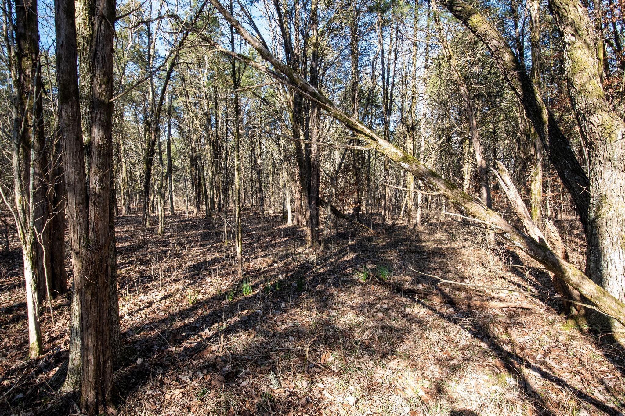 3 Arthur Hardison Road Columbia, TN 38401 - Photo 24 of 30 a view of yard