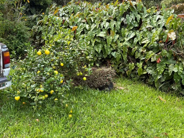 a view of a flower in a garden