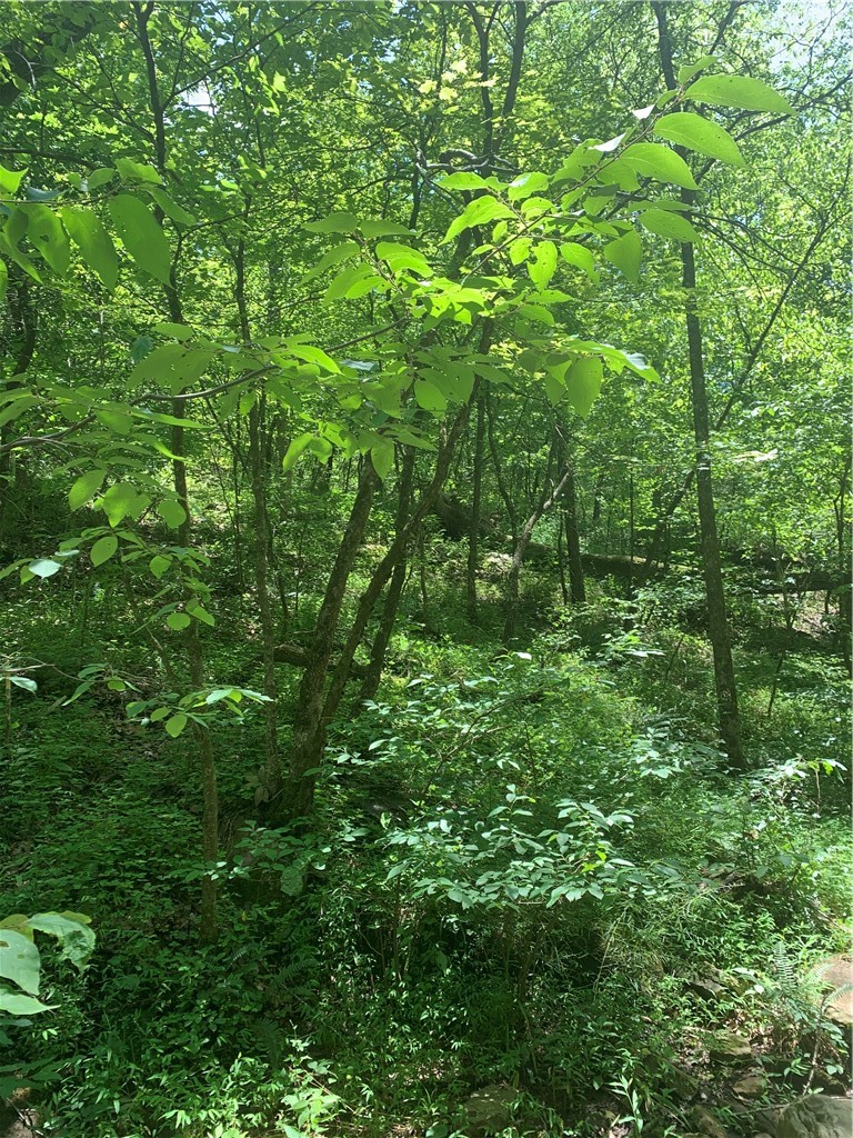 Tbd Pierson Road West Fork, AR 72774 - Photo 27 of 30 Gallery Image 27