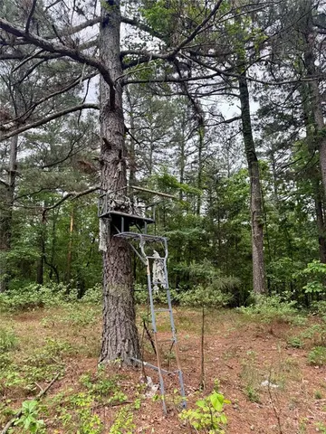 a view of a yard with plants and trees
