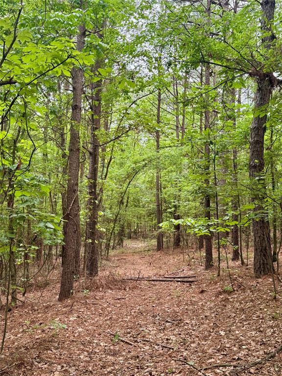 0 Tucker Road Fort Towson, OK 74735 - Photo 18 of 32 a view of a yard with plants and trees