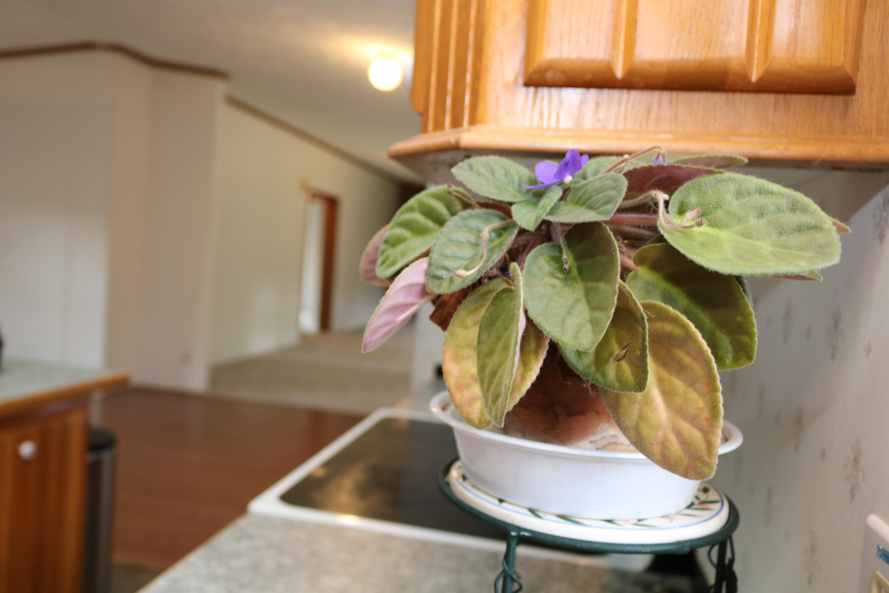 4840 Rabbit Run Drive Haw River, NC 27258 - Photo 13 of 50 Photo 14