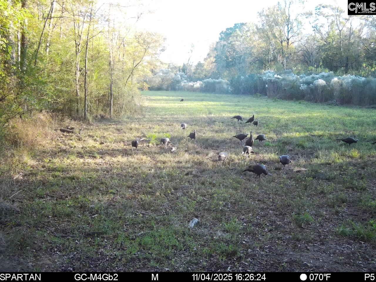 561 Church Road Batesburg, SC 29006 - Photo 6 of 24