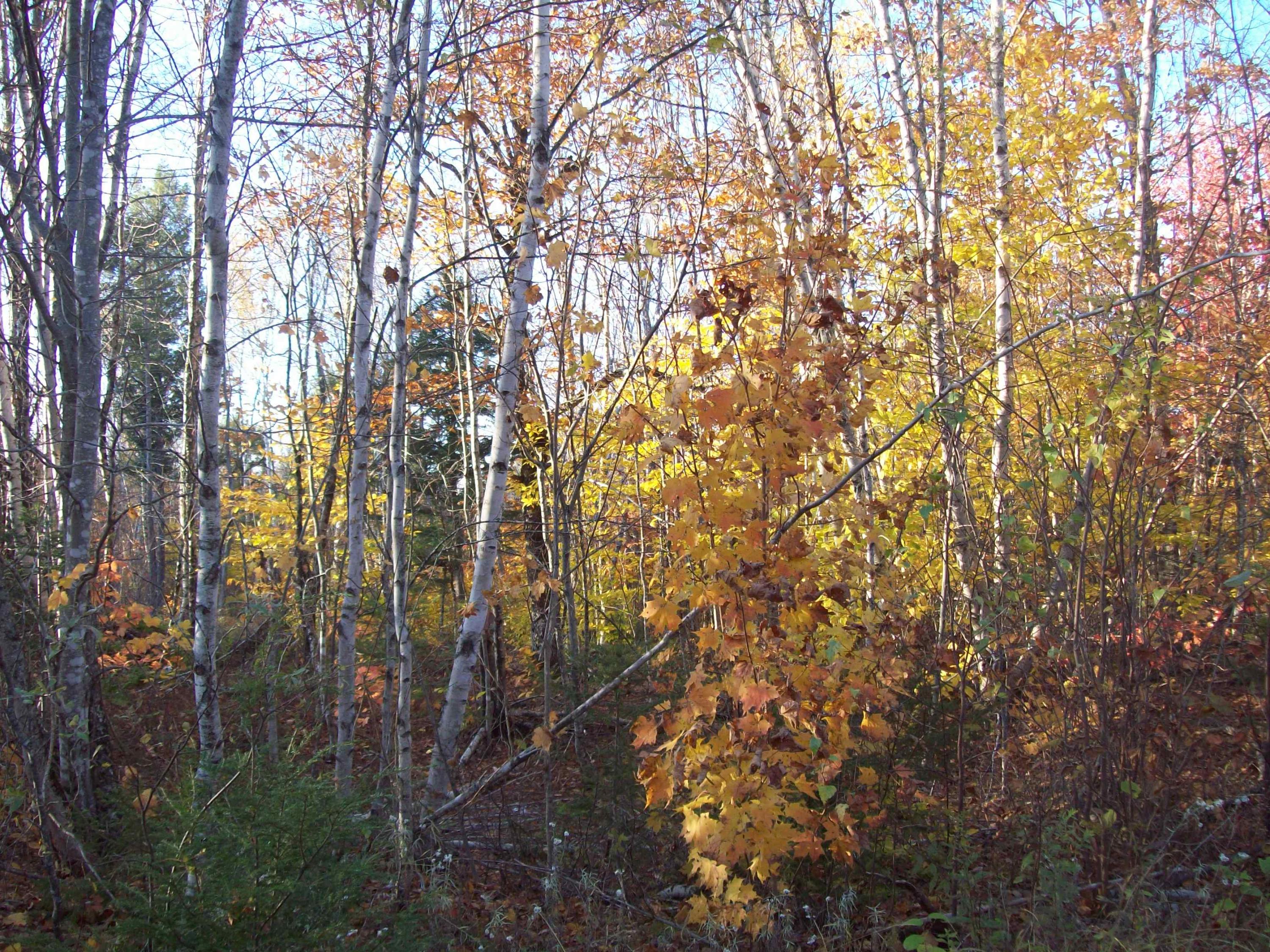 T7 R3 Strawberry Vista Springfield, ME 04487 - Photo 12 of 13 100_1439