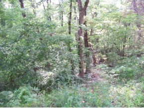 456 Dalewood Road Johnson City, TN 37601 - Photo 22 of 23 VIEW FROM DECK