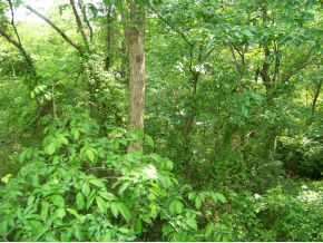 456 Dalewood Road Johnson City, TN 37601 - Photo 23 of 23 NATURE AT YOUR BACK DOOR