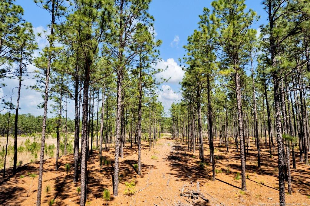 0 Fields (lot 1) Road Rockingham, NC 28379 - Photo 10 of 17 Photo 10