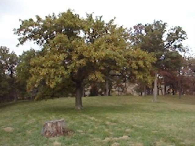 Lot C Grebner Road Metamora, IL 61548 - Photo 3 of 7