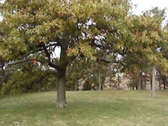 Lot C Grebner Road Metamora, IL 61548 - Photo 4 of 7