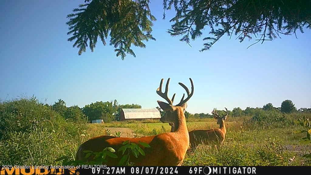 7275 Winegar Road Perry, MI 48872 - Photo 23 of 24 Winegar_ buckphoto