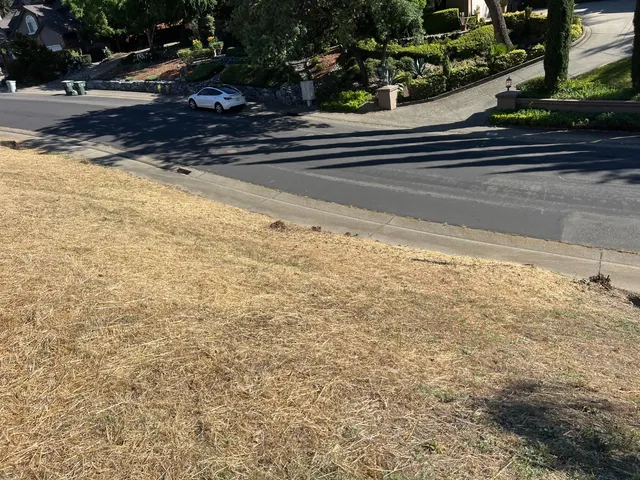 a view of yard with trees