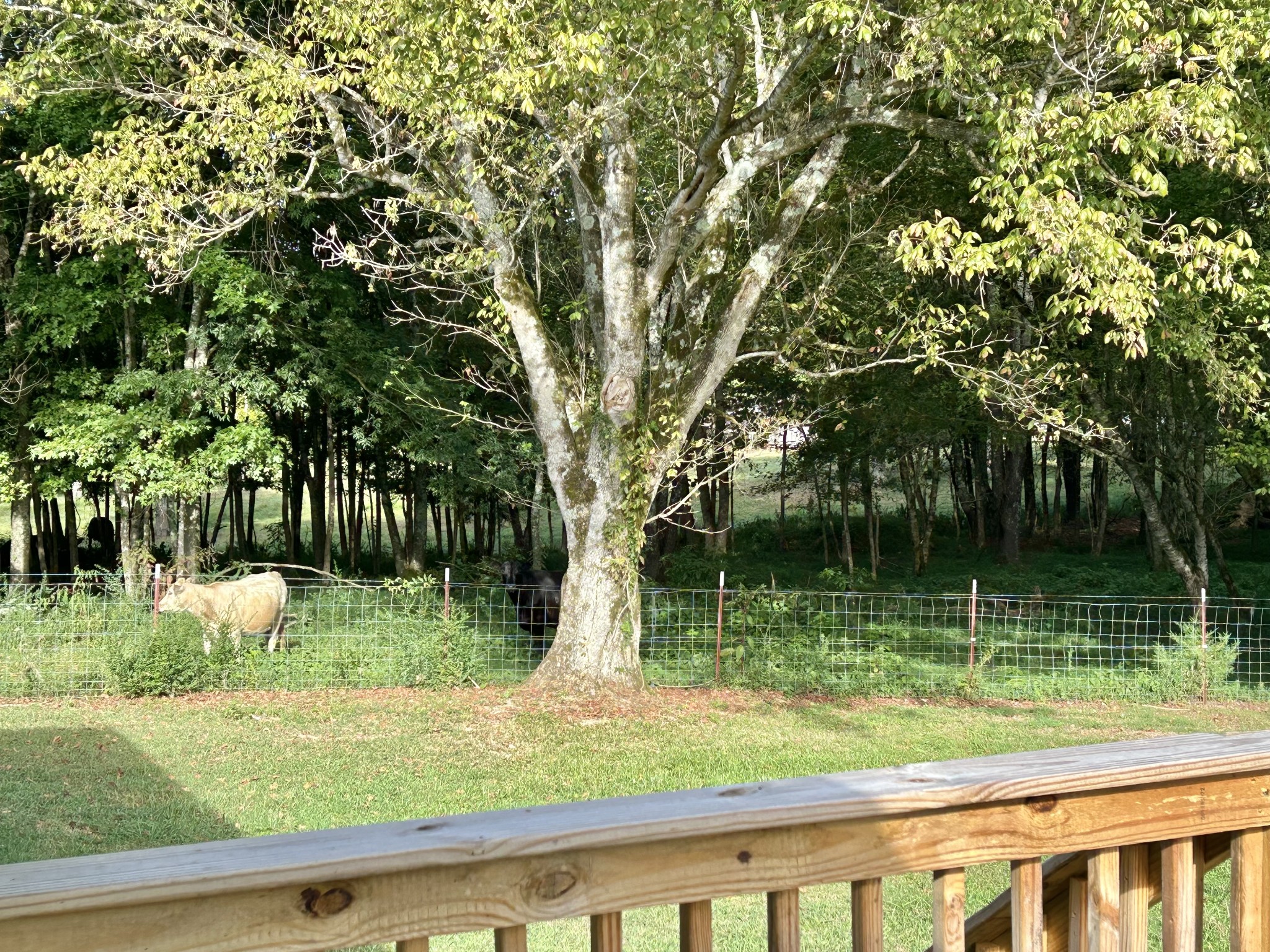 3786 Gnat Hill Road Manchester, TN 37355 - Photo 63 of 71 a view of backyard with green space