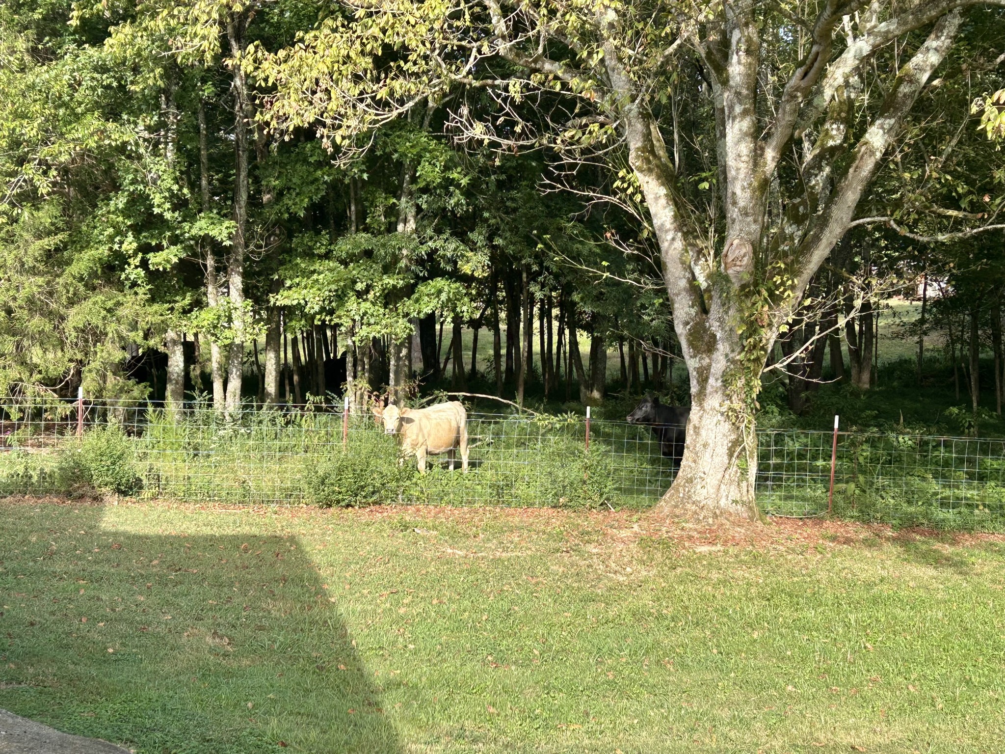 3786 Gnat Hill Road Manchester, TN 37355 - Photo 64 of 71 a view of outdoor space yard and green space