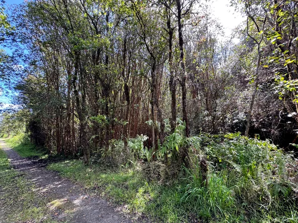 a view of a garden with plants and trees
