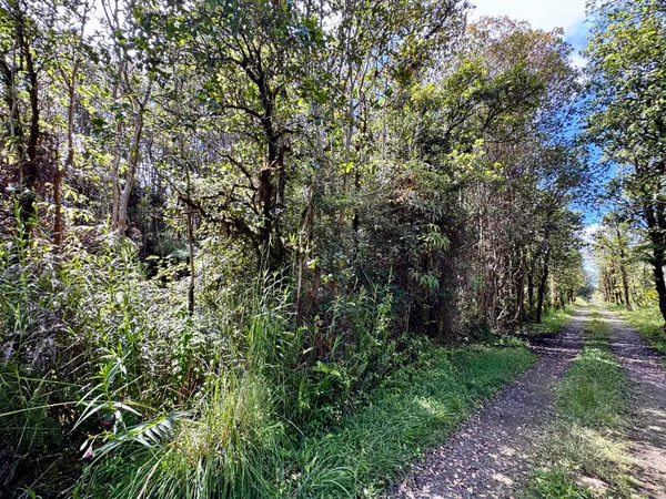a view of a yard with plants and trees